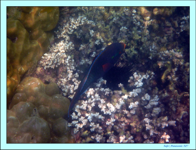 2011 - 03 - Koh Ngai 127